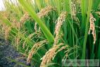 Recept Rýže po staročesku - rýžové pole