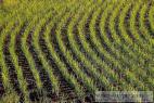 Recept Jasmínová rýže na staročeský způsob - rýžové pole